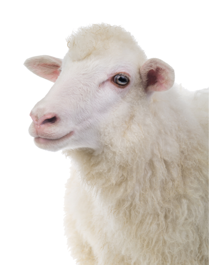 shutterstock 1085197031